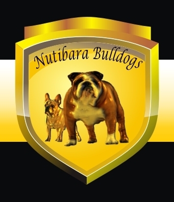 cachorros Bulldog